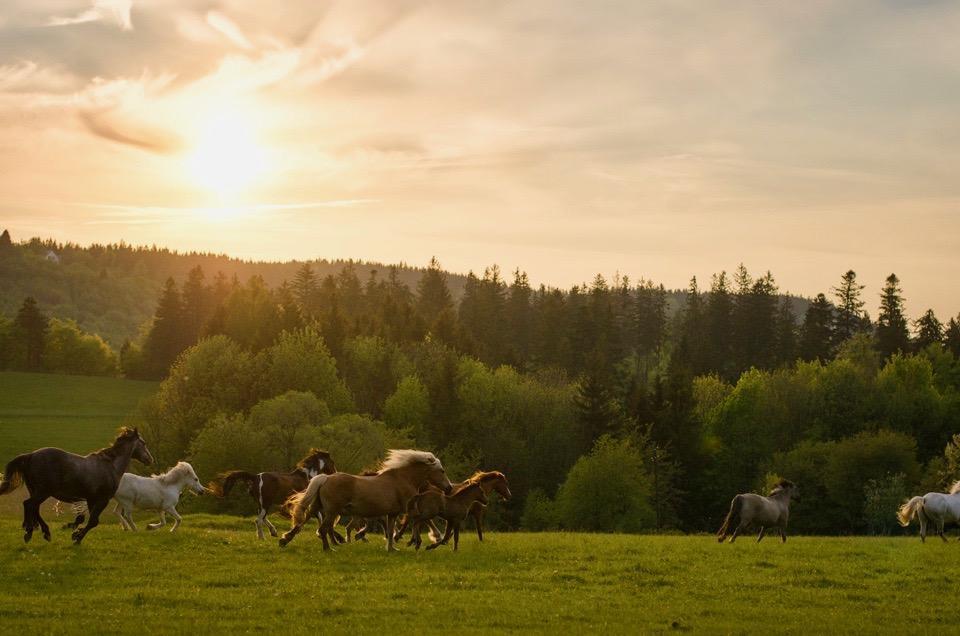 Bed and Breakfast Rancho Panderoza Душники-Здруй Екстер'єр фото